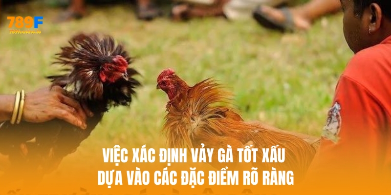 Việc xác định vảy gà tốt xấu dựa vào các đặc điểm rõ ràng