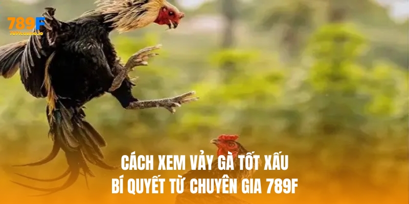 Cách xem vảy gà tốt xấu – bí quyết từ chuyên gia 789F